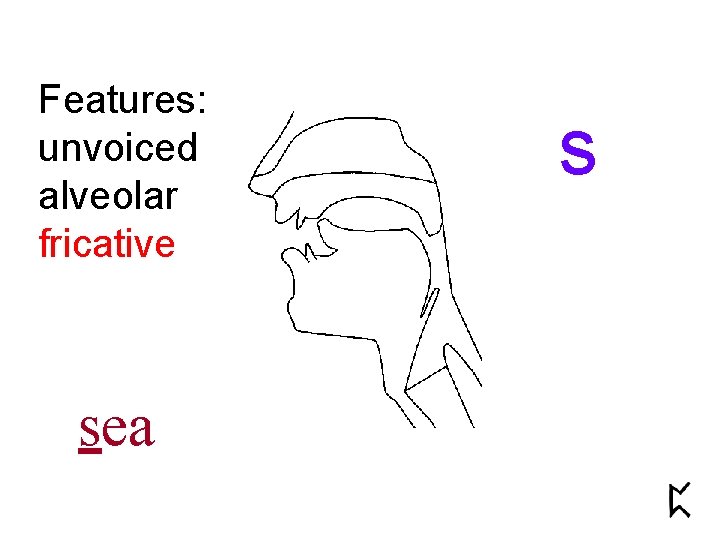 Features: unvoiced alveolar fricative sea s 