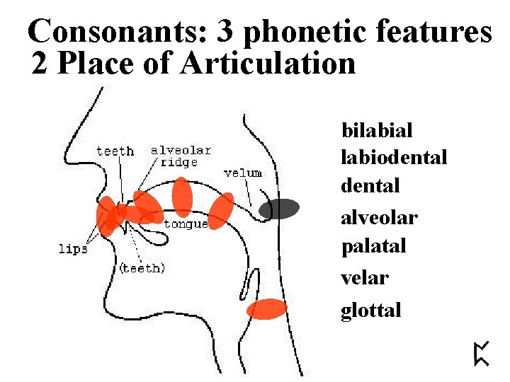 Consonants: 3 phonetic features 2 Place of Articulation bilabial labiodental alveolar palatal velar glottal
