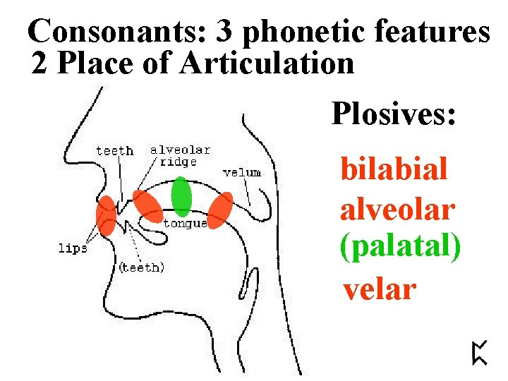 Consonants: 3 phonetic features 2 Place of Articulation Plosives: bilabial alveolar (palatal) velar 