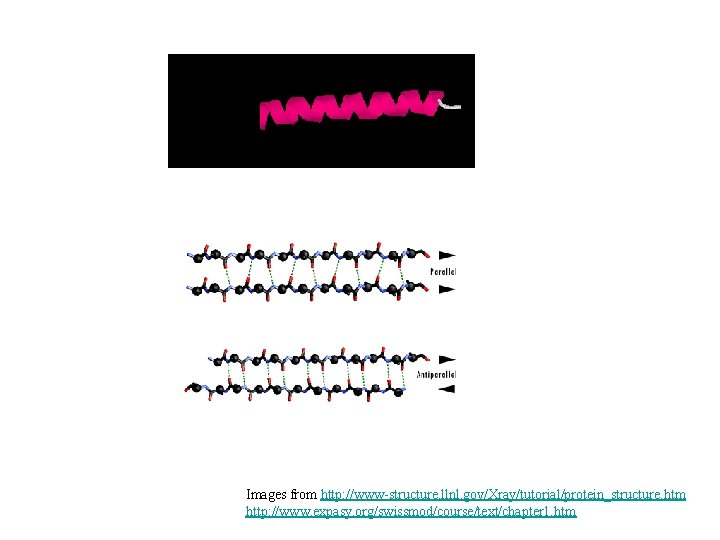 Images from http: //www-structure. llnl. gov/Xray/tutorial/protein_structure. htm http: //www. expasy. org/swissmod/course/text/chapter 1. htm 