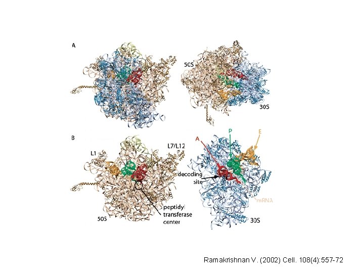 Ramakrishnan V. (2002) Cell. 108(4): 557 -72 