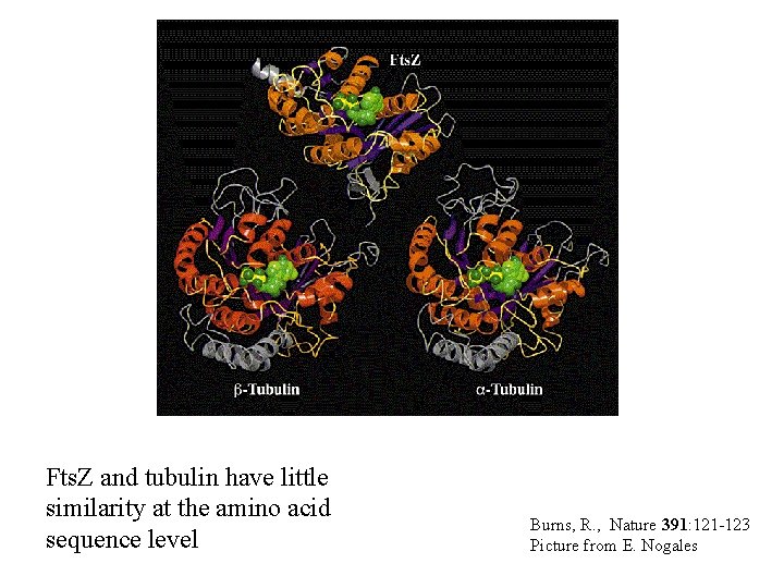 Fts. Z and tubulin have little similarity at the amino acid sequence level Burns,