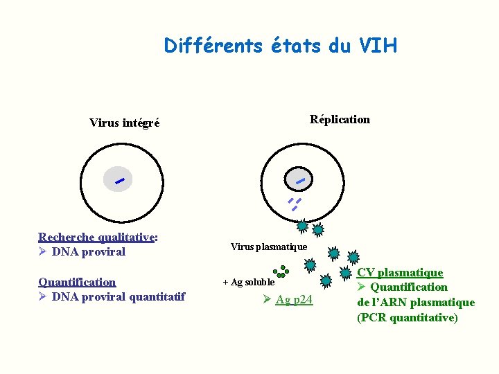 Différents états du VIH Réplication Virus intégré Recherche qualitative: Ø DNA proviral Quantification Ø