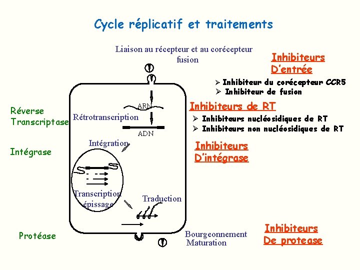 Cycle réplicatif et traitements Liaison au récepteur et au corécepteur fusion Inhibiteurs D’entrée Ø