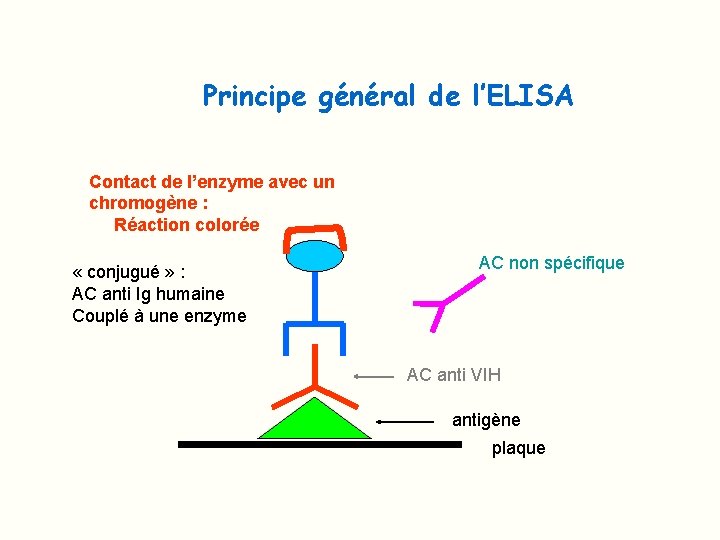 Principe général de l’ELISA Contact de l’enzyme avec un chromogène : Réaction colorée «