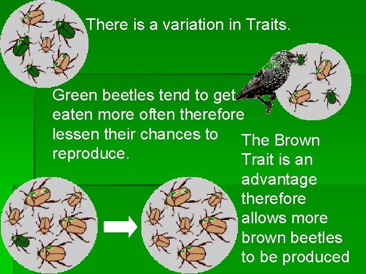 There is a variation in Traits. Green beetles tend to get eaten more often