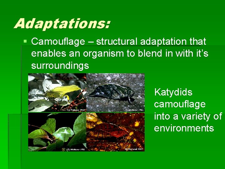 Adaptations: § Camouflage – structural adaptation that enables an organism to blend in with