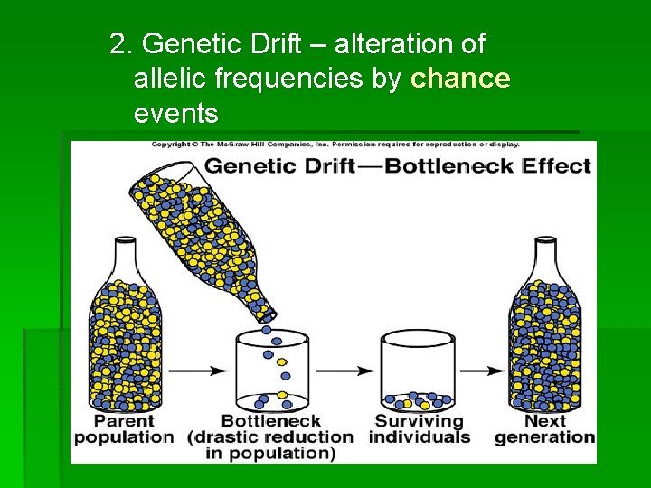 2. Genetic Drift – alteration of allelic frequencies by chance events 