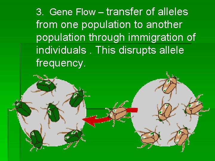 3. Gene Flow – transfer of alleles from one population to another population through