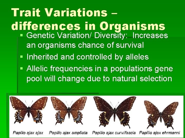 Trait Variations – differences in Organisms § Genetic Variation/ Diversity: Increases an organisms chance