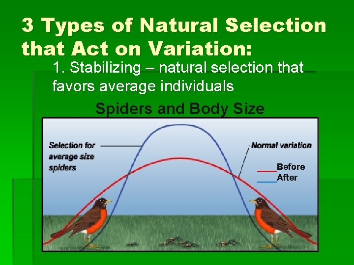 3 Types of Natural Selection that Act on Variation: 1. Stabilizing – natural selection