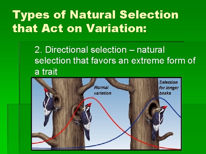 Types of Natural Selection that Act on Variation: 2. Directional selection – natural selection