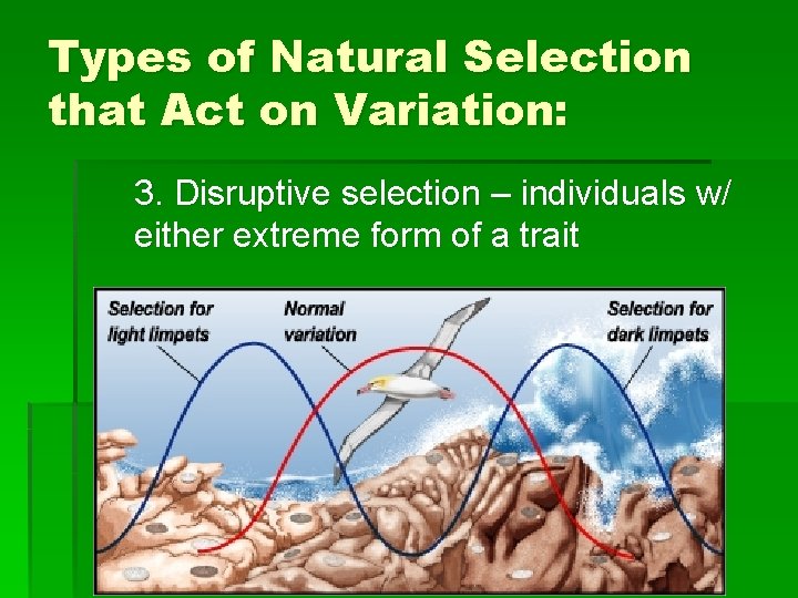 Types of Natural Selection that Act on Variation: 3. Disruptive selection – individuals w/