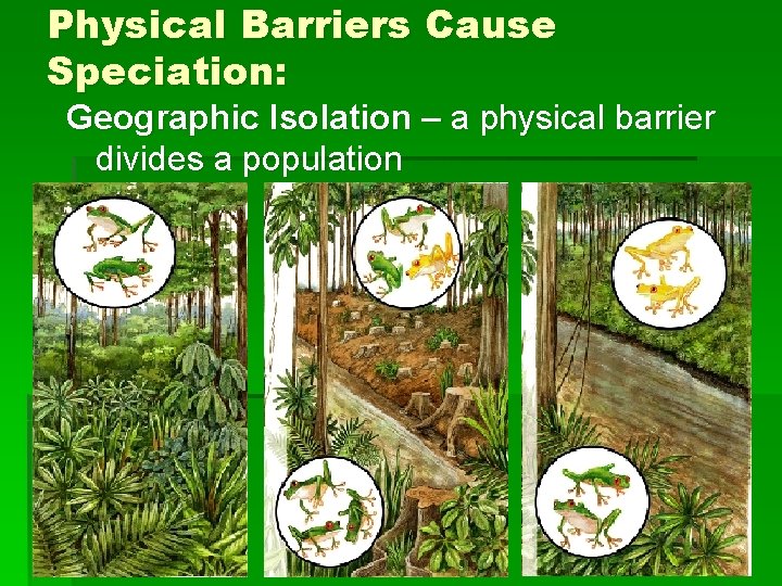 Physical Barriers Cause Speciation: Geographic Isolation – a physical barrier divides a population 