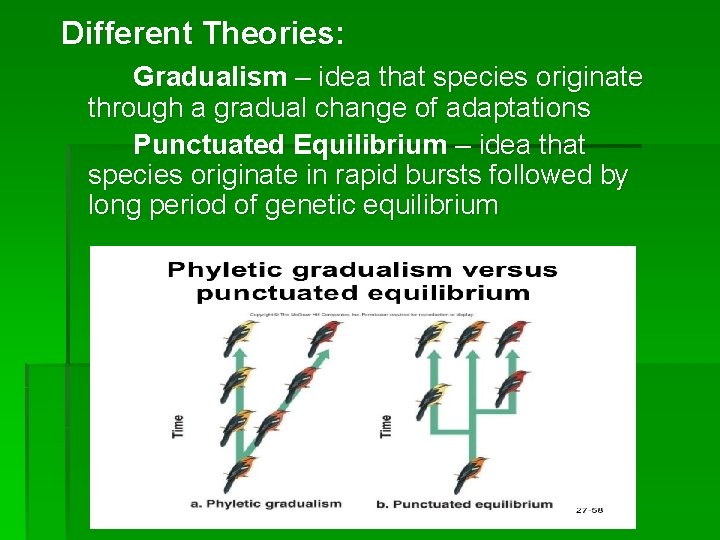 Different Theories: Gradualism – idea that species originate through a gradual change of adaptations