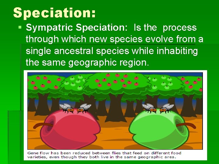 Speciation: § Sympatric Speciation: Is the process through which new species evolve from a