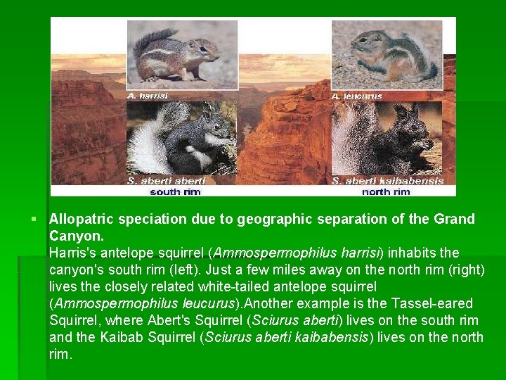 § Allopatric speciation due to geographic separation of the Grand Canyon. Harris's antelope squirrel