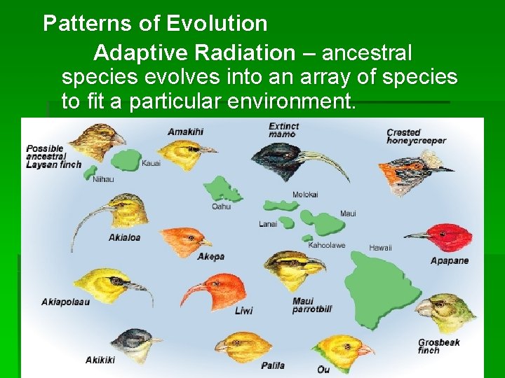 Patterns of Evolution Adaptive Radiation – ancestral species evolves into an array of species