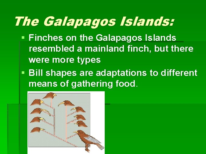 The Galapagos Islands: § Finches on the Galapagos Islands resembled a mainland finch, but