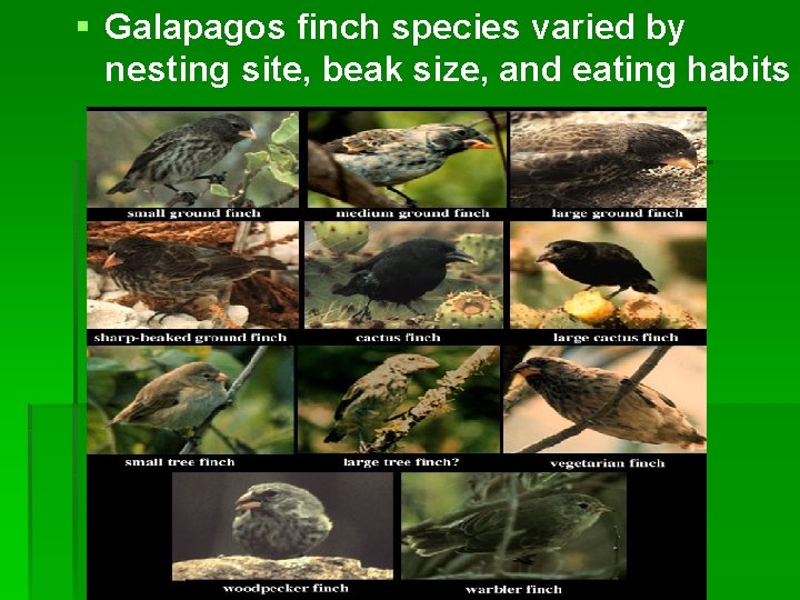 § Galapagos finch species varied by nesting site, beak size, and eating habits 