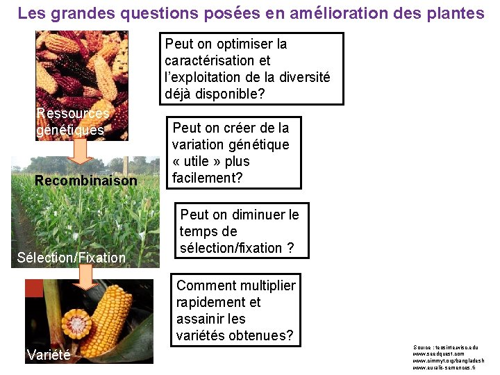 Les grandes questions posées en amélioration des plantes Peut on optimiser la caractérisation et