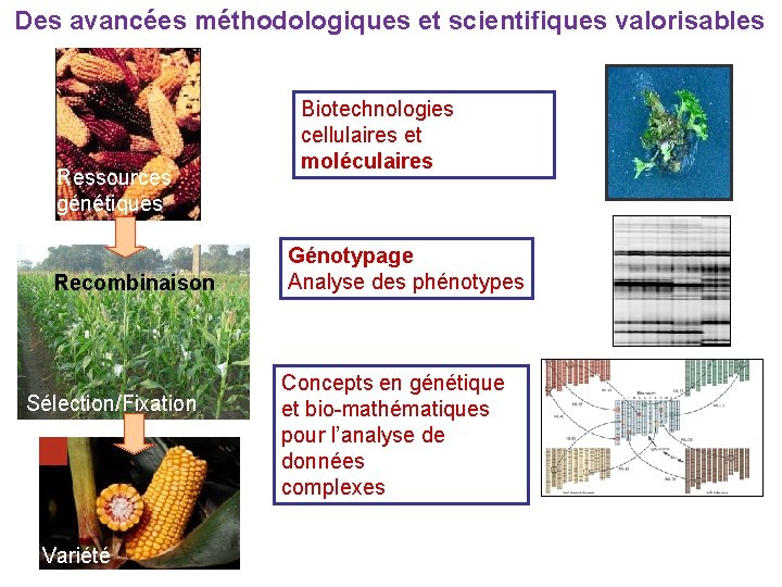 Des avancées méthodologiques et scientifiques valorisables Ressources génétiques Recombinaison Sélection/Fixation Variété Biotechnologies cellulaires et