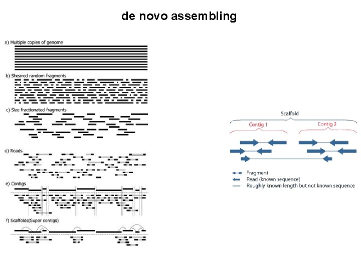 de novo assembling 