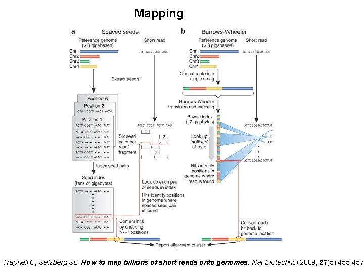 Mapping Trapnell C, Salzberg SL: How to map billions of short reads onto genomes.