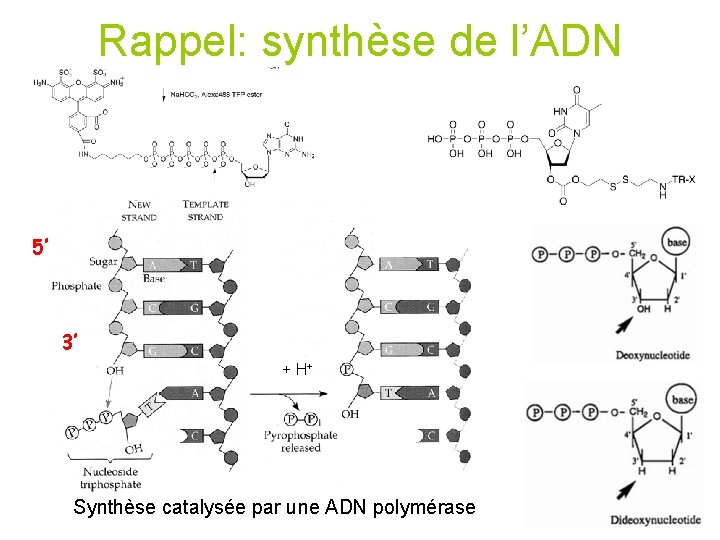Rappel: synthèse de l’ADN 5’ 3’ + H+ Synthèse catalysée par une ADN polymérase