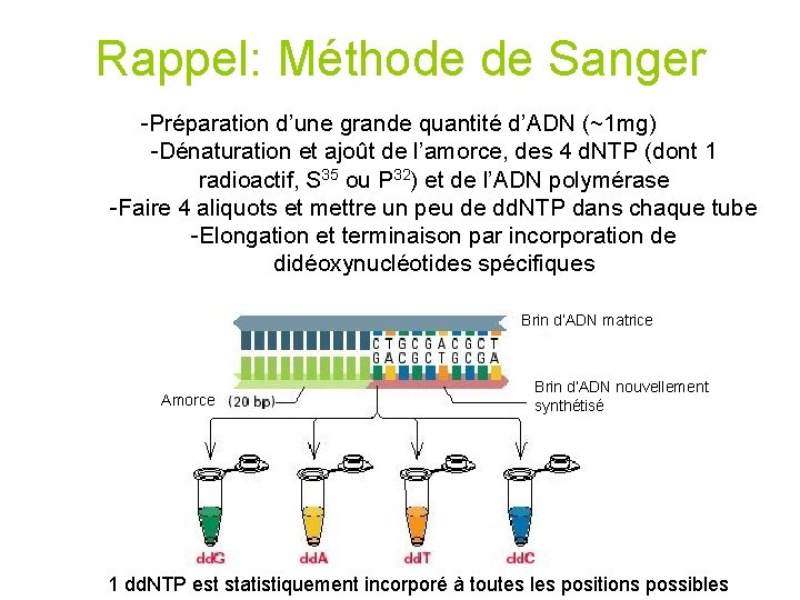 Rappel: Méthode de Sanger -Préparation d’une grande quantité d’ADN (~1 mg) -Dénaturation et ajoût