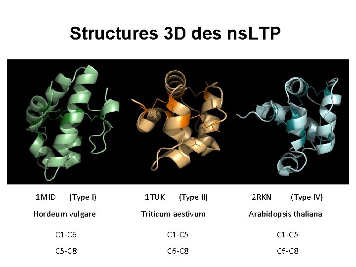Structures 3 D des ns. LTP 1 MID (Type I) Hordeum vulgare 1 TUK
