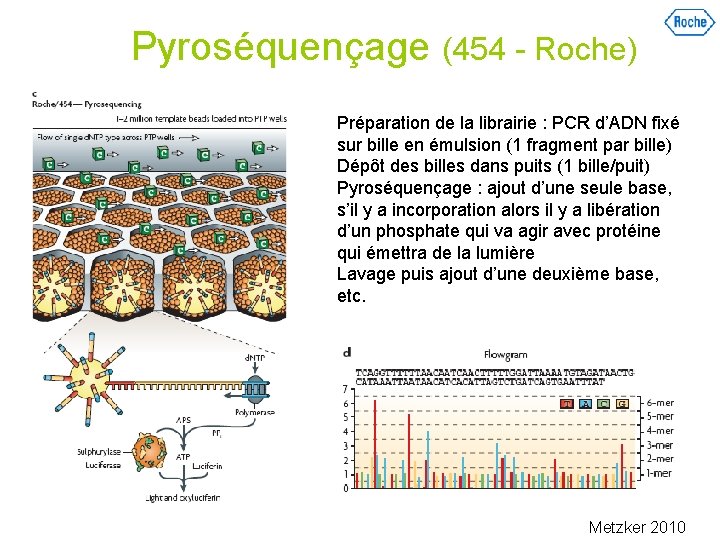 Pyroséquençage (454 - Roche) Préparation de la librairie : PCR d’ADN fixé sur bille