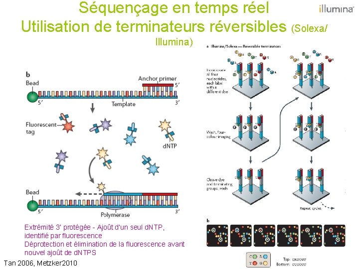 Séquençage en temps réel Utilisation de terminateurs réversibles (Solexa/ Illumina) Extrémité 3’ protégée -