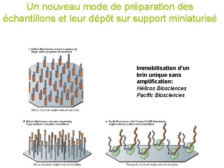 Un nouveau mode de préparation des échantillons et leur dépôt sur support miniaturisé Immobilisation