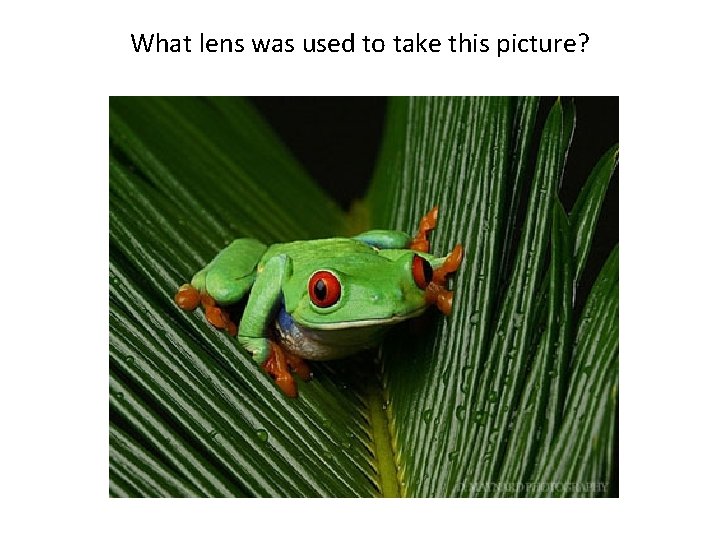 What lens was used to take this picture? 
