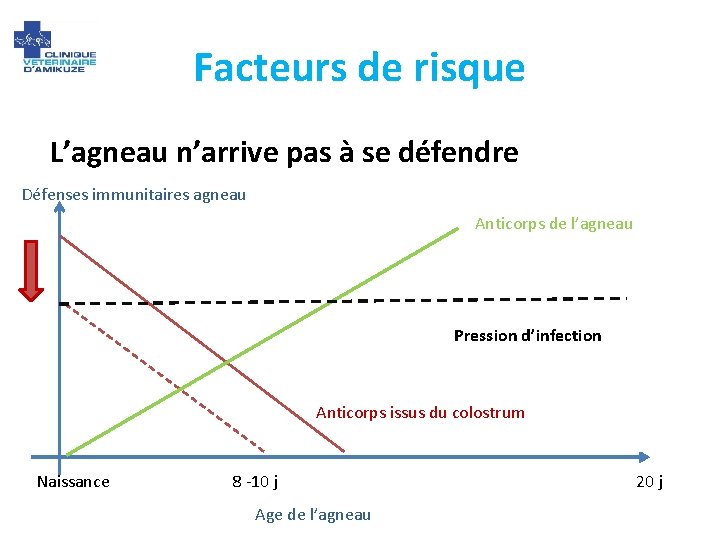 Facteurs de risque L’agneau n’arrive pas à se défendre Défenses immunitaires agneau Anticorps de