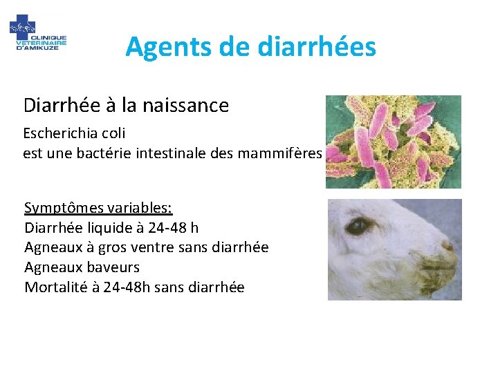 Agents de diarrhées Diarrhée à la naissance Escherichia coli est une bactérie intestinale des