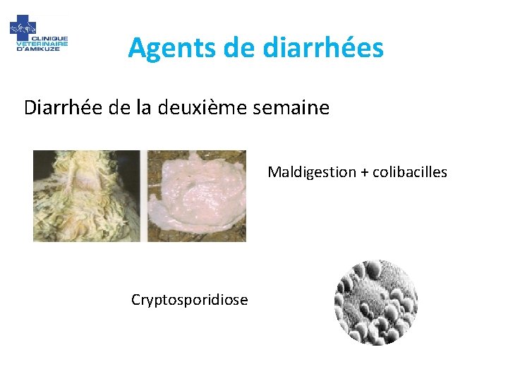 Agents de diarrhées Diarrhée de la deuxième semaine Maldigestion + colibacilles Cryptosporidiose 