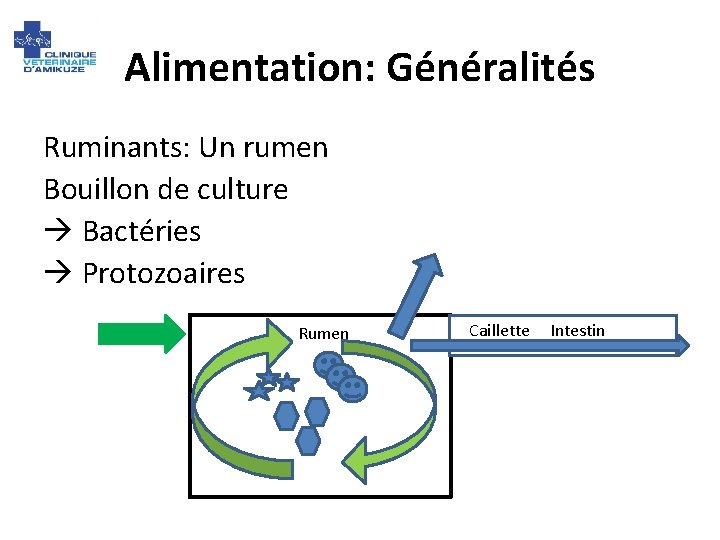 Alimentation: Généralités Ruminants: Un rumen Bouillon de culture Bactéries Protozoaires Rumen Caillette Intestin 