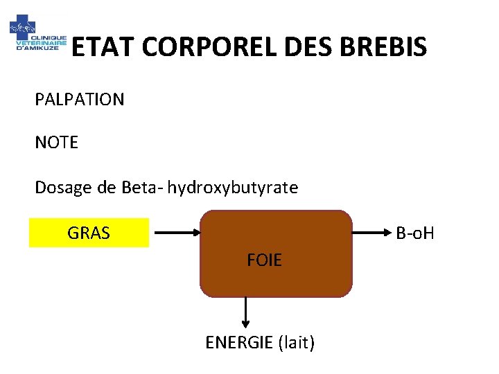 ETAT CORPOREL DES BREBIS PALPATION NOTE Dosage de Beta- hydroxybutyrate GRAS B-o. H FOIE