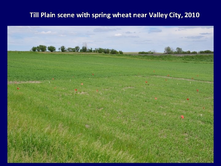 Till Plain scene with spring wheat near Valley City, 2010 