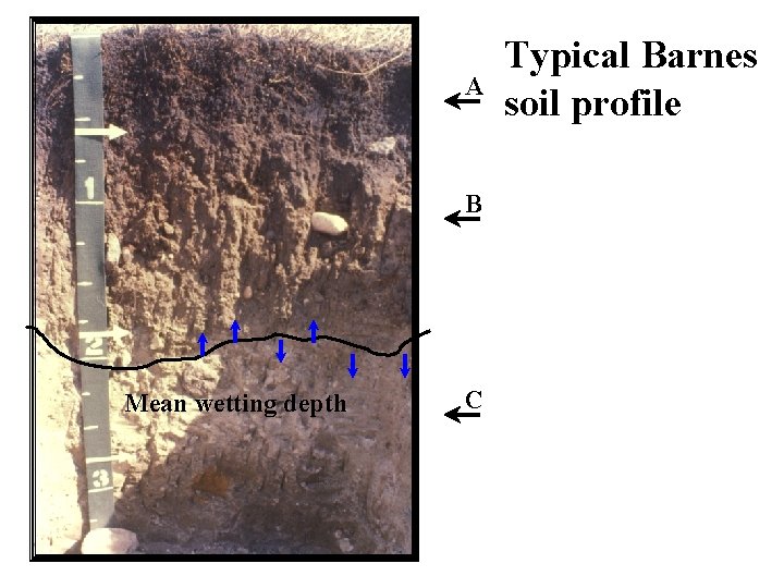 A B Mean wetting depth C Typical Barnes soil profile 