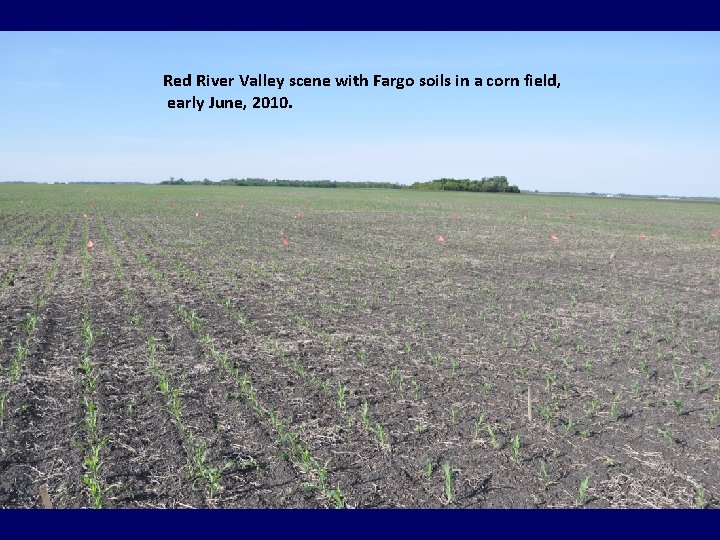 Red River Valley scene with Fargo soils in a corn field, early June, 2010.