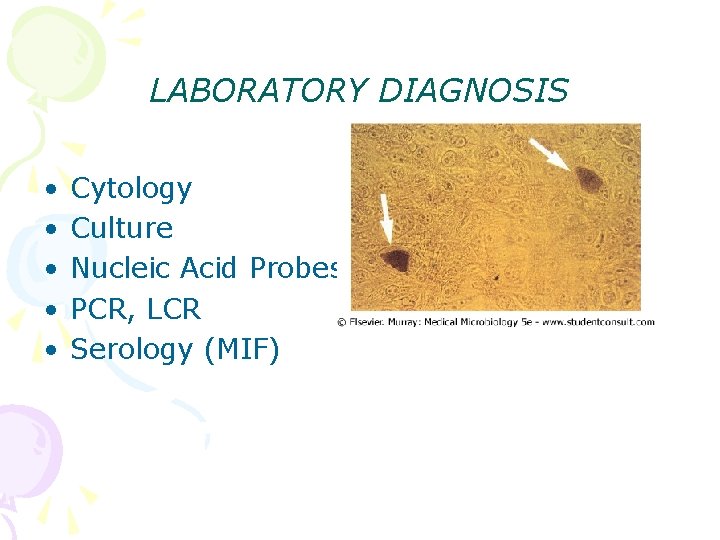 LABORATORY DIAGNOSIS • • • Cytology Culture Nucleic Acid Probes PCR, LCR Serology (MIF)
