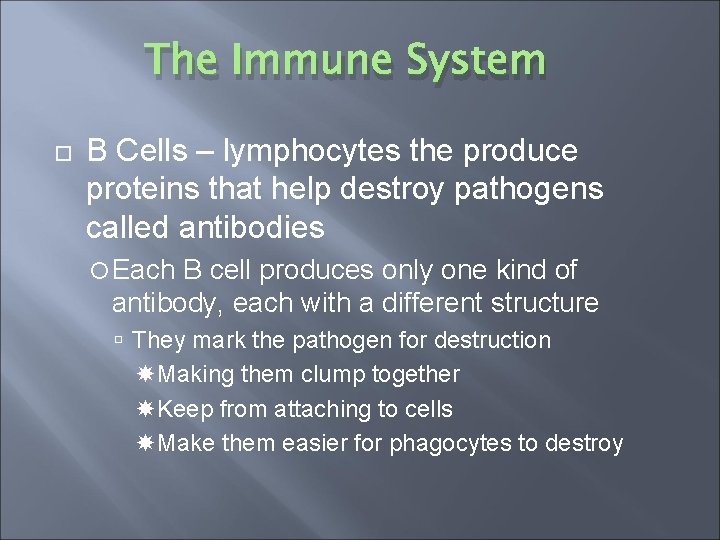 The Immune System B Cells – lymphocytes the produce proteins that help destroy pathogens