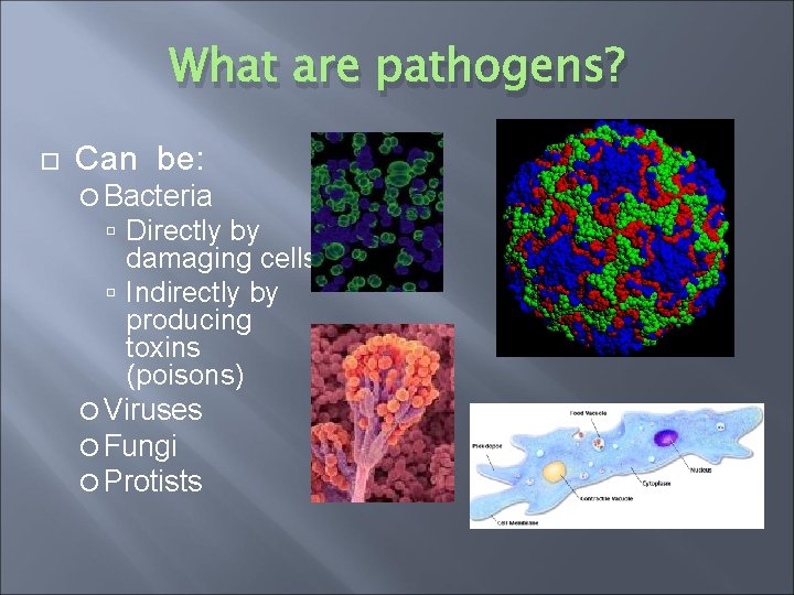 What are pathogens? Can be: Bacteria Directly by damaging cells Indirectly by producing toxins