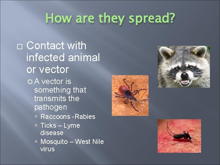 How are they spread? Contact with infected animal or vector A vector is something