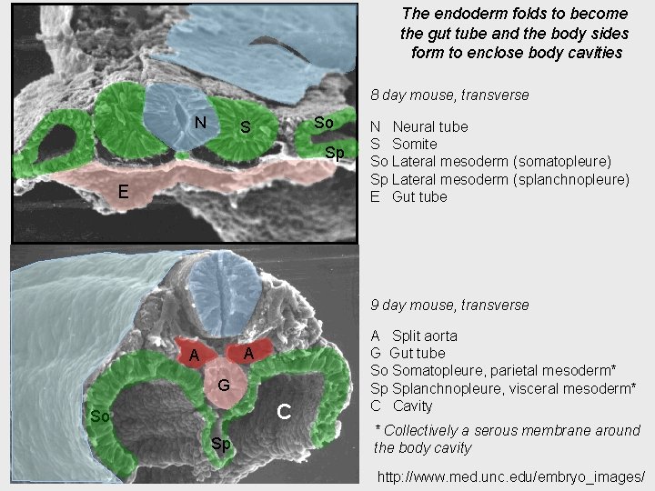 The endoderm folds to become the gut tube and the body sides form to