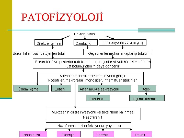 PATOFİZYOLOJİ Bakteri virus Direkt el teması İnhalasyonla buruna giriş Damlacık Burun kılları bazı patojenleri