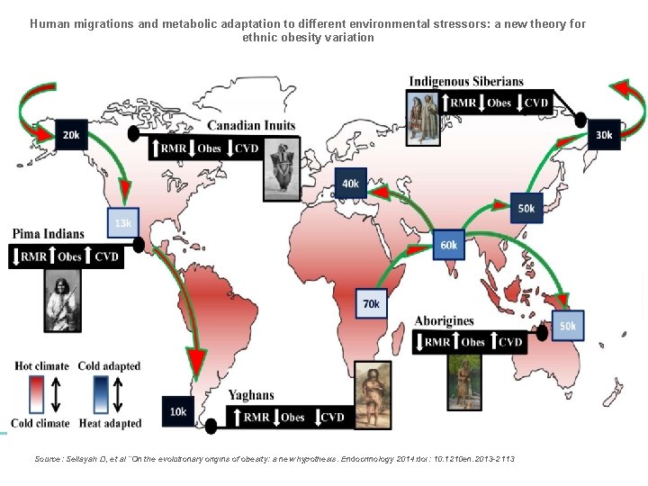 Human migrations and metabolic adaptation to different environmental stressors: a new theory for ethnic